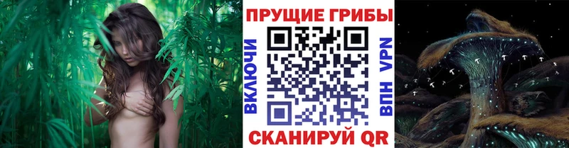 Псилоцибиновые грибы мицелий  Пустошка 